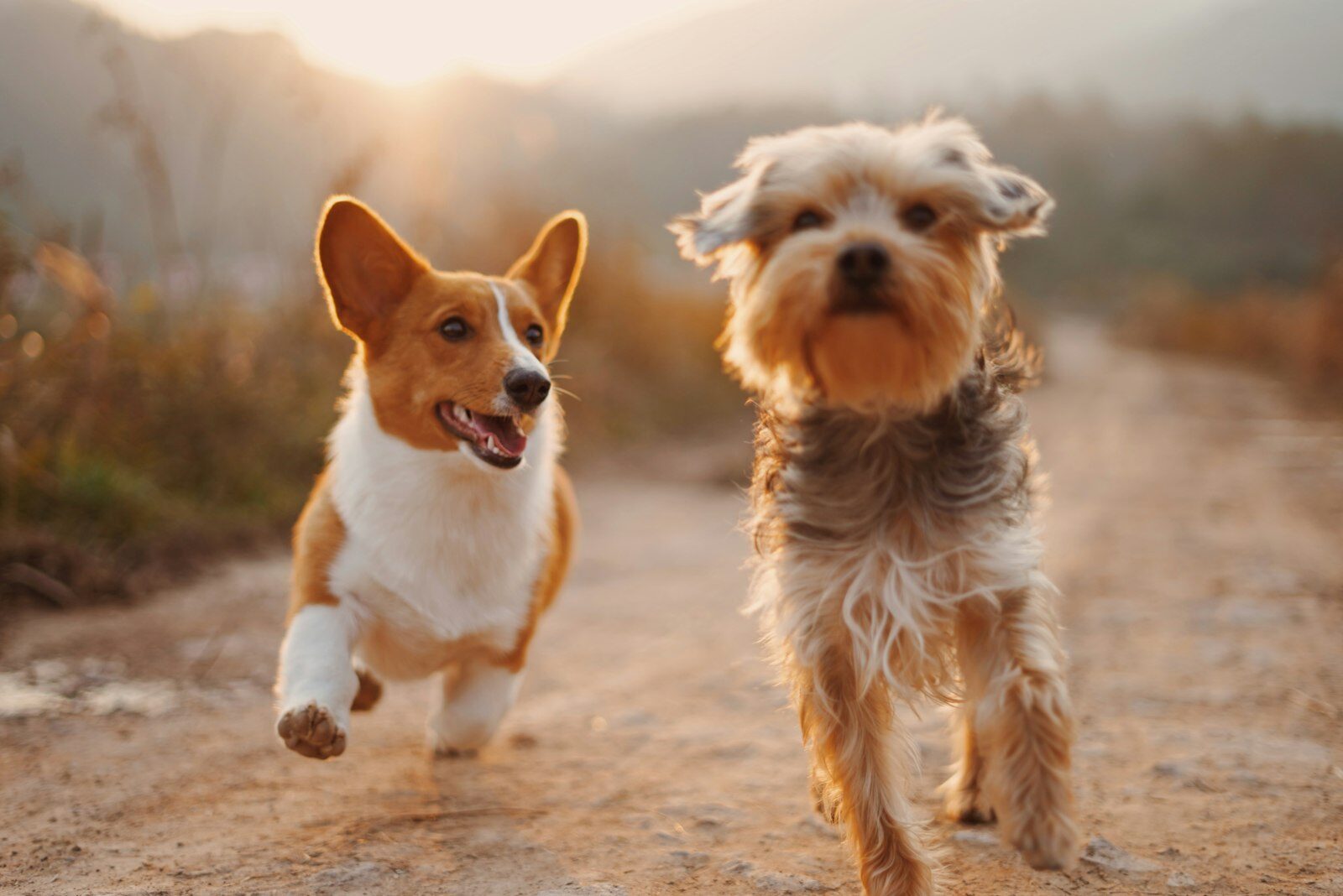 Corgi trotting across an open field